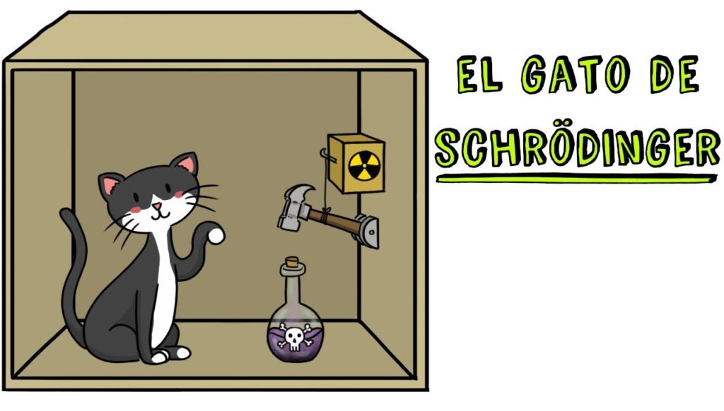 gato gato