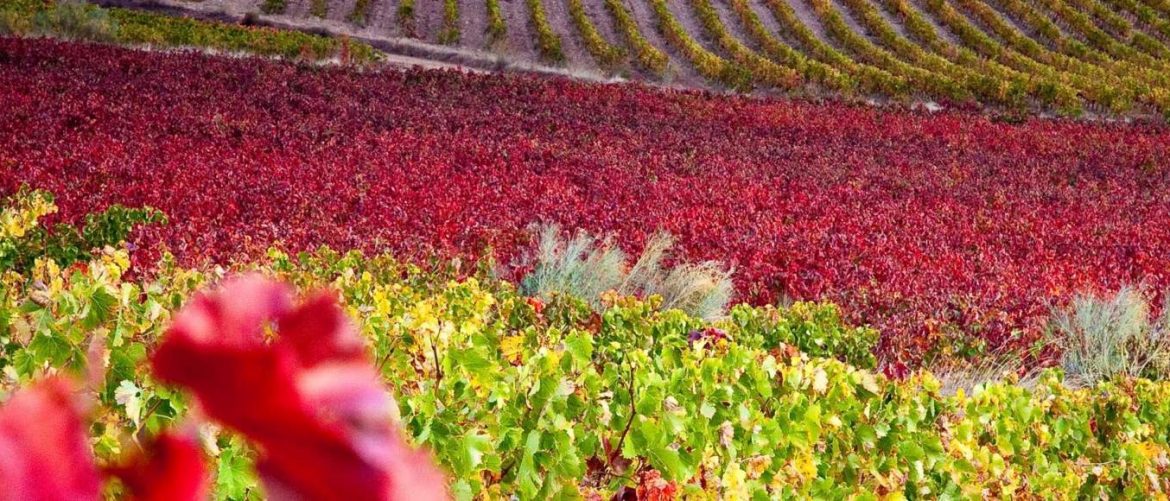 Ruta del Vino Carinena Vinedos otonales 2 1